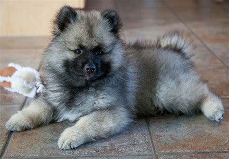 Keeshond Puppies For Sale - AKC PuppyFinder