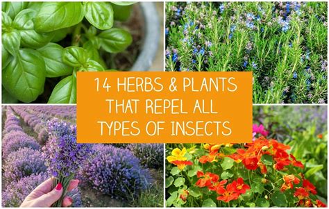 14 Herbs & Plants That Repel All Types Of Insects