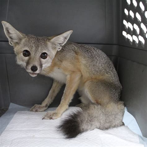 San Joaquin Kit Fox Gets Help at CWC | California Wildlife Center