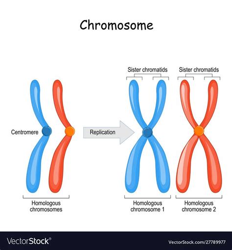 Difference between homologous chromosomes vector image on VectorStock ...