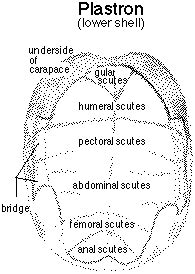 Anatomy of the Turtle's Shell