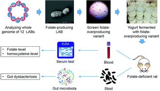 Screening of folate-producing lactic acid bacteria and modulatory effects of folate-biofortified ...