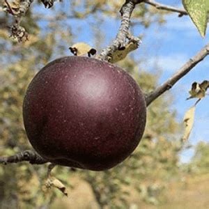 Arkansas Black Apple - Food Forest Nursery