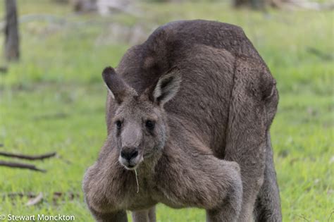 Paying Ready Attention - Photo Gallery: Eastern Grey Kangaroos