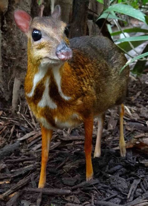 10 Unique Animals in Myanmar’s Mergui Archipelago - Burma Boating