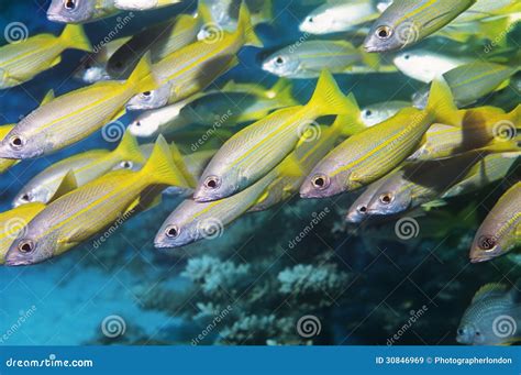 School of Tropical Fish in Ocean Stock Image - Image of marine, nature: 30846969