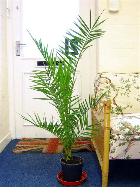 Phoenix Canariensis Canary Island Date Palm @ Pot Indoor Outdoor Tree ...
