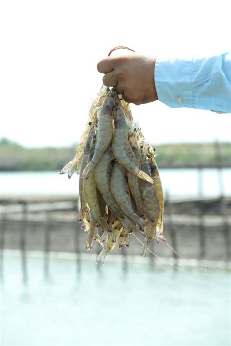 IMNV: an emerging viral disease in Indian shrimp farming