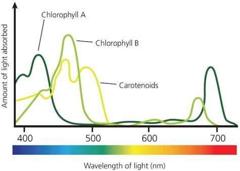 Aromaticity makes chlorophyll an efficient absorber of light Light absorption promotes an ...