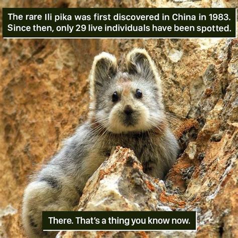 Animal-Facts-Weird Nature | Animal facts, Weird animal facts, Animals ...