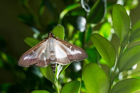 How to get rid of box moth caterpillars - Country Life