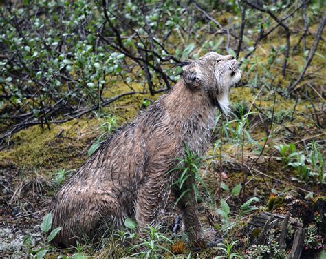 Lynx at Sanctuary River 2 | NPS Photo/Katherine Belcher | Flickr
