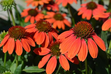 Top 10 Summer Blooming Perennials - English Gardens