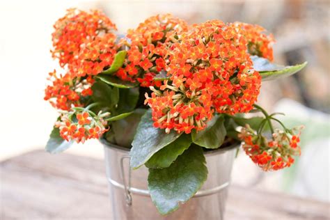 Growing Kalanchoe Plants Indoors