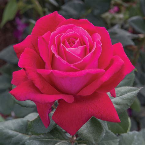 15 New Rose Varieties For Spring 2021 | Jung Seed’s Gardening Blog