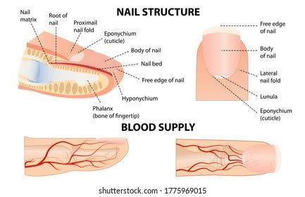 Nail anatomy svg