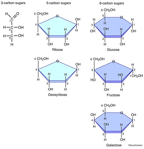 Structure Of Monosaccharides