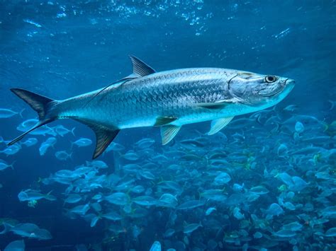 Can You Eat Tarpon? - Fishmasters.com