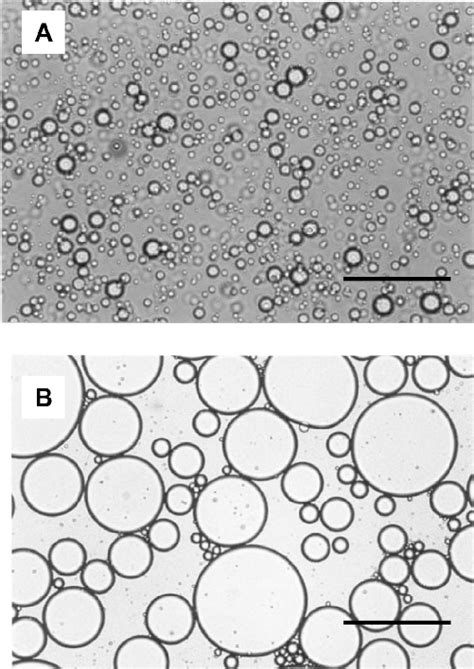 Light microscopy of lactic acid bacteria (Lactobacillus delbrueckii... | Download Scientific Diagram