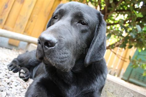 Black Labrador Retriever. Dog Face. Black Lab Puppy. Close-up Photo ...