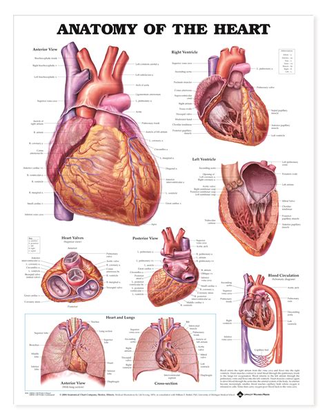 Anatomy of the Heart - Charts | 1944