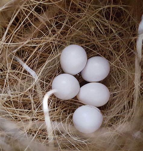 Part 4: Gouldian finch breeding - Planet Aviary