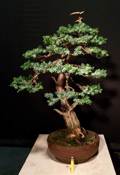 Juniperus squamata since 2010