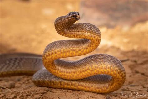 The Inland Taipan of Australia, the worlds most venomous snake. One ...