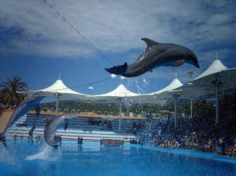 Marineland Majorca (Calvia, Spain): Address, Phone Number, Amusement ...