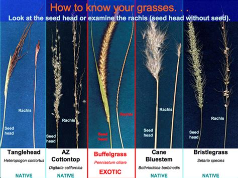 Learn about Buffelgrass Biology, History, Identification, and Control