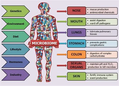 Microbiome and Human Health: Effects and Future Uses • Microbe Online