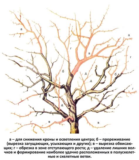 Pruning plums in the fall - a diagram for beginners, instructions with a video