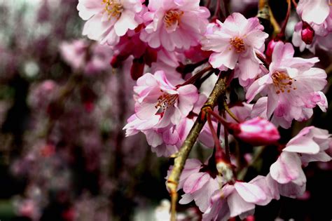 1920x1200 wallpaper | pink cherry blossoms | Peakpx