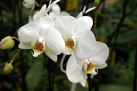 White Orchids