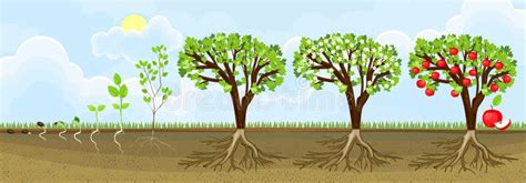 Life Cycle of Apple Tree. Stages of Growth from Seed To Adult Plant ...