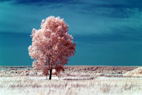 What is Infrared Photography?