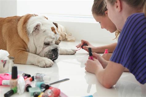 Dog Nail Polish Options: Pamper Your Pup | LoveToKnow