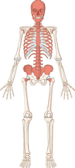 Function Of Red Bone Marrow In Adults - dagorposters