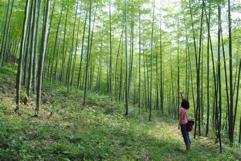 China's Anji Grand National Bamboo Forest