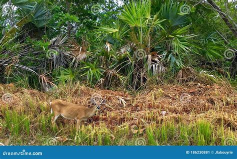 A Key Deer Doe In Natural Habitat, An Endangered Species Found On Big Pine Key In The Florida ...