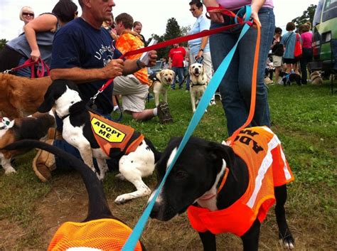 Meet Local Animal Shelters And Rescues At The Westborough Library | Westborough, MA Patch