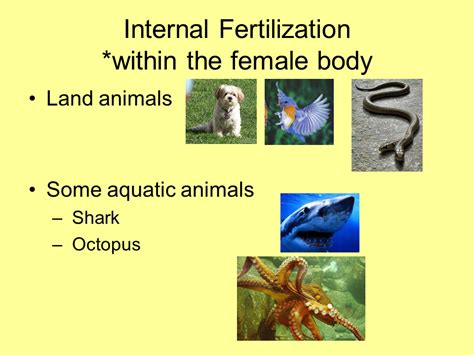 What Is External Fertilization And Internal Fertilization - cloudshareinfo