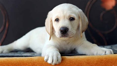 Labrador Puppy Happiness Unleashed: 10 Must-Know Tips for Pet Parents