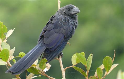 ainawgsd:The smooth-billed ani (Crotophaga ani) is a large near passerine bird in the cuckoo family.