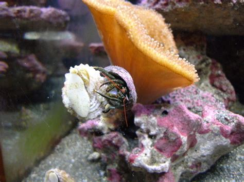 Funny crab - Community Photos - Nano-Reef Community