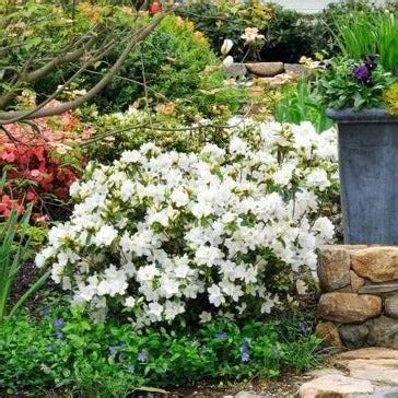 Gumpo White Azalea | Groundcover White Flowering Azalea — PlantingTree.com