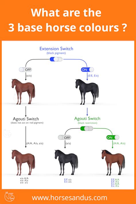 Horse coats horse colour genetics – Artofit