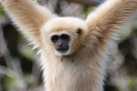 White-Handed Gibbon - Honolulu Zoo Society