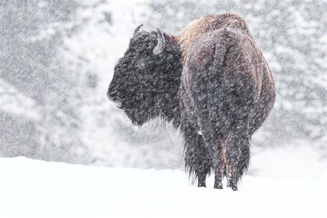 Buffalo In Snow Royalty Free Stock Image - Image: 28298966