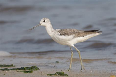 Common Greenshank – Singapore Birds Project